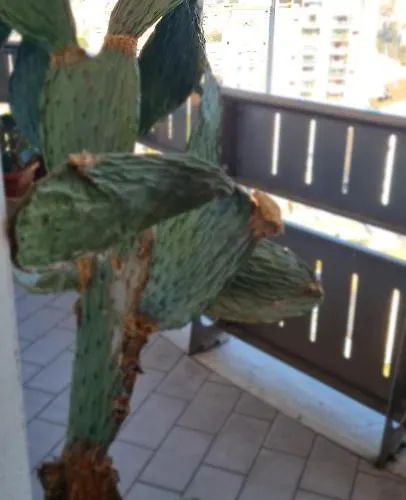 شقة Salute تيرني